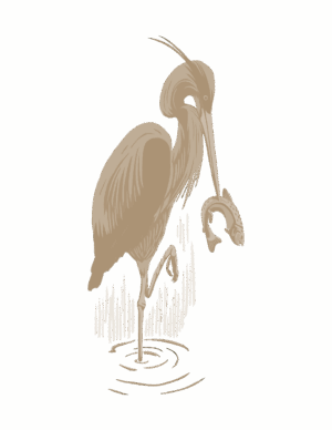 Heron bird with fish in mouth illustrated